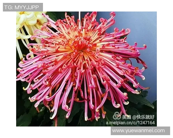 姚明菊花的真实尺寸揭秘及其在花卉界的独特地位分析